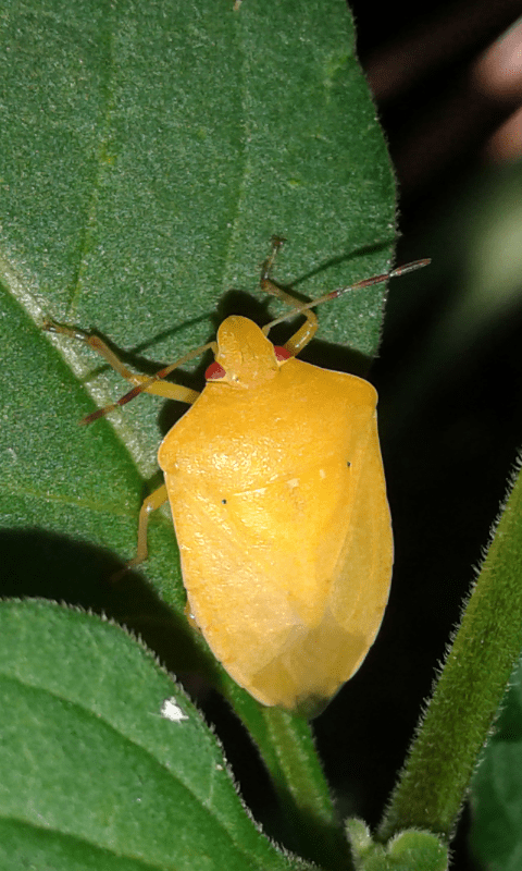 Nezara viridula f. aurantiaca? (Pentatomidae)